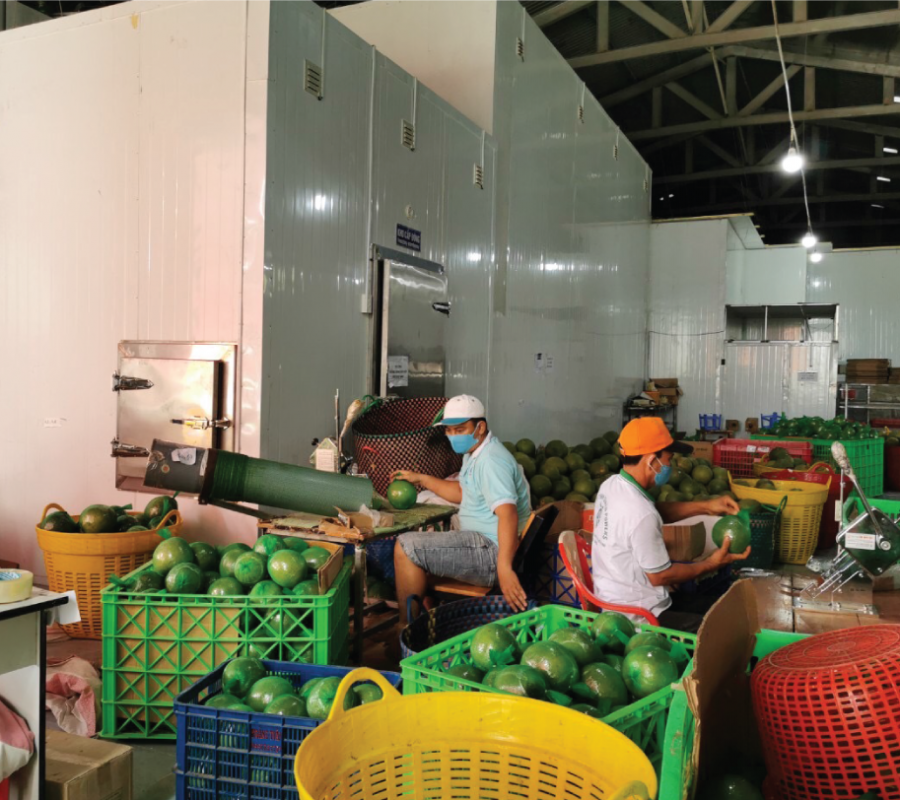 Trái Cây Tươi 29 10 TẬP ĐOÀN LERIN GROUP - Vì thương hiệu Việt trên trường quốc tế