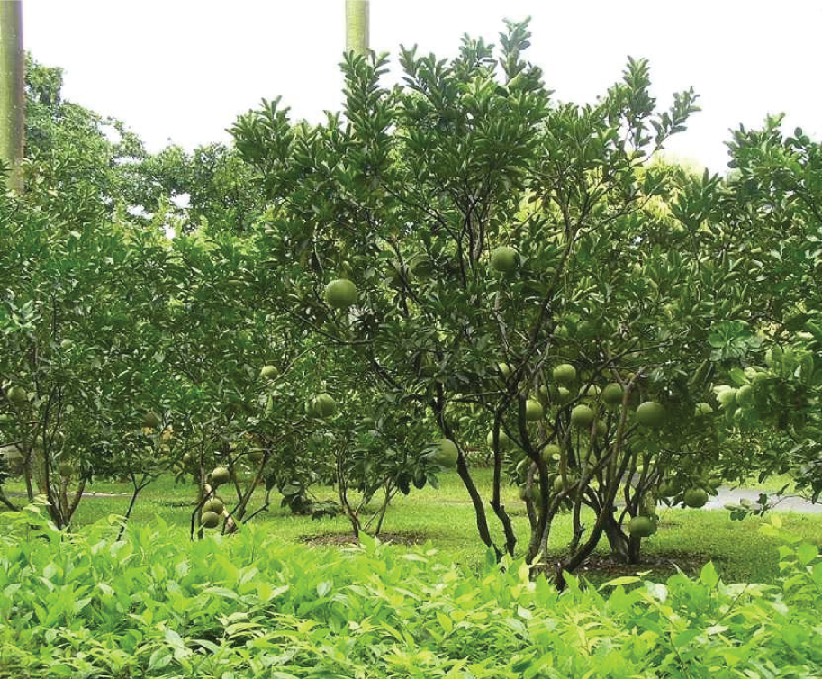 Trái Cây Tươi 43 24 TẬP ĐOÀN LERIN GROUP - Vì thương hiệu Việt trên trường quốc tế