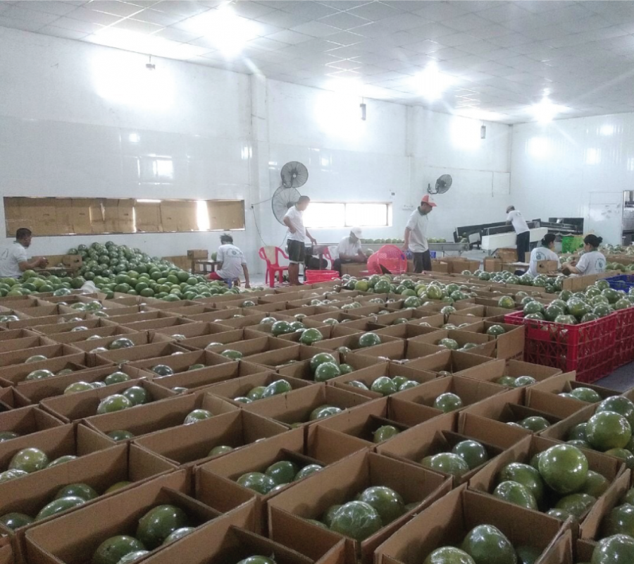 Trái Cây Tươi 27 8 TẬP ĐOÀN LERIN GROUP - Vì thương hiệu Việt trên trường quốc tế