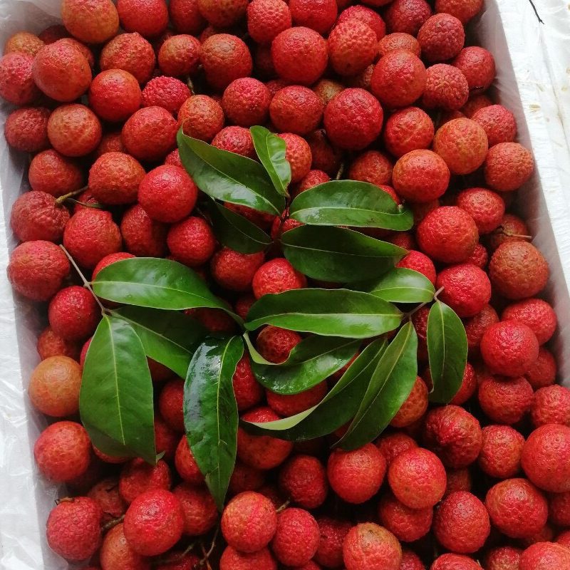Trái Cây Tươi 53 LYCHEE e1625887729716 TẬP ĐOÀN LERIN GROUP - Vì thương hiệu Việt trên trường quốc tế