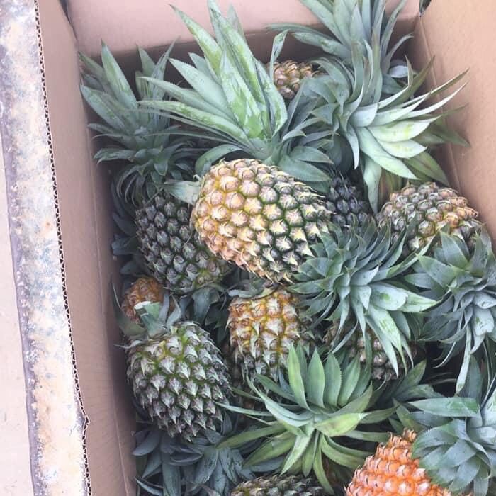 Trái Cây Tươi 54 PINEAPPLE e1625887670567 TẬP ĐOÀN LERIN GROUP - Vì thương hiệu Việt trên trường quốc tế